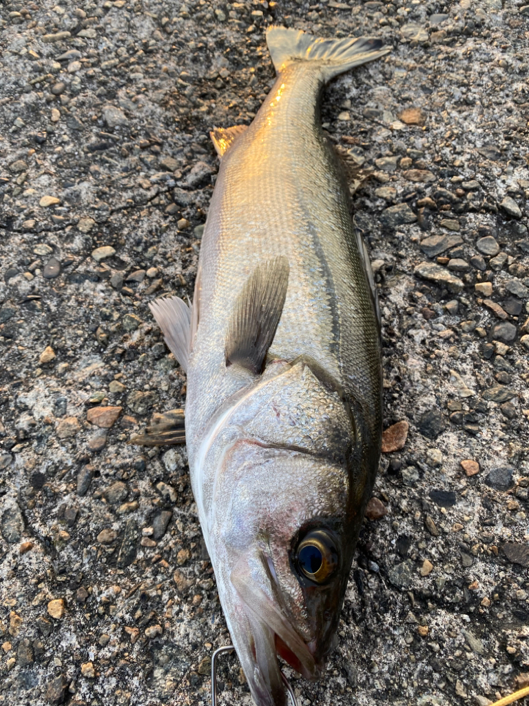 ランカーシーバス