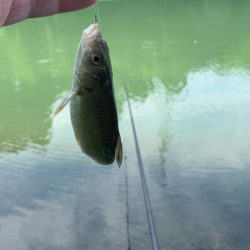 久々の浮き釣りに