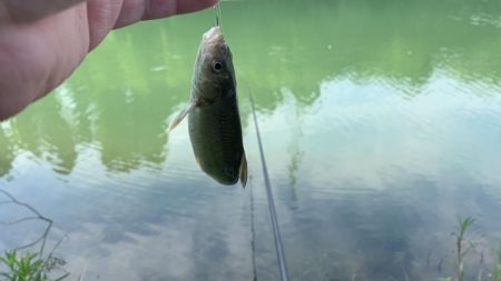 久々の浮き釣りに