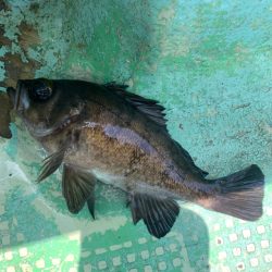 タイラバ難しい。