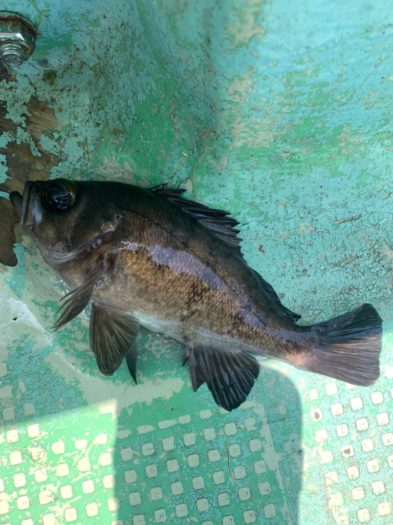 タイラバ難しい。