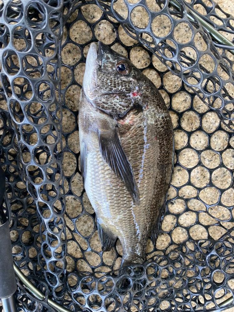 チニング なんか最近難しい