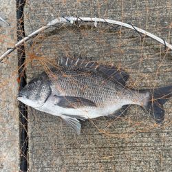 梅雨前の波止フカセ