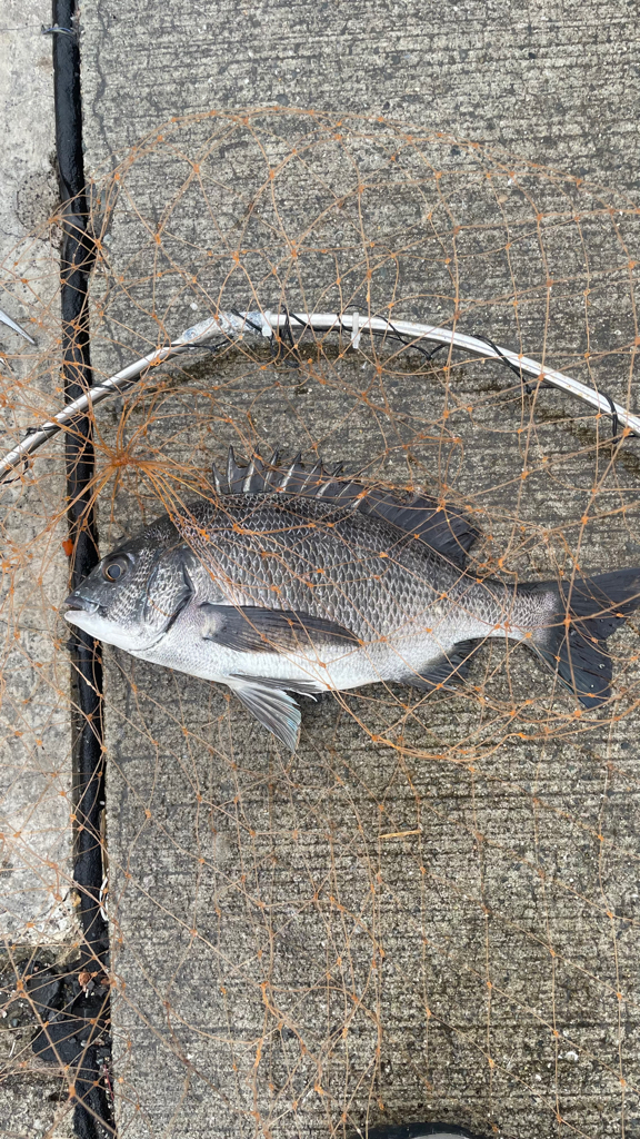 梅雨前の波止フカセ