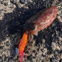 モンゴウイカ？コウイカ？