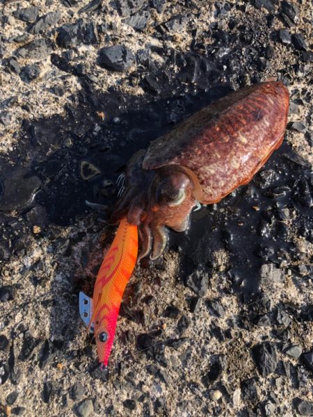 モンゴウイカ？コウイカ？