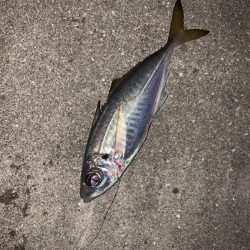 今年初のショアジギング！