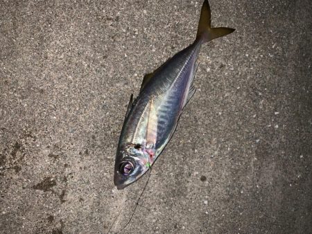 今年初のショアジギング！