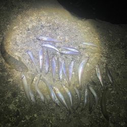 キスたくさん釣れました