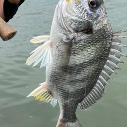 チニング チニング 楽しいな淀川