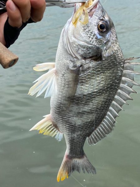 チニング チニング 楽しいな淀川