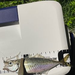 ジグ単deアジング！微妙…