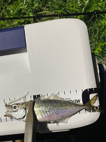 ジグ単deアジング！微妙…