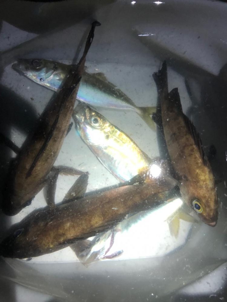 メバリング&アジング