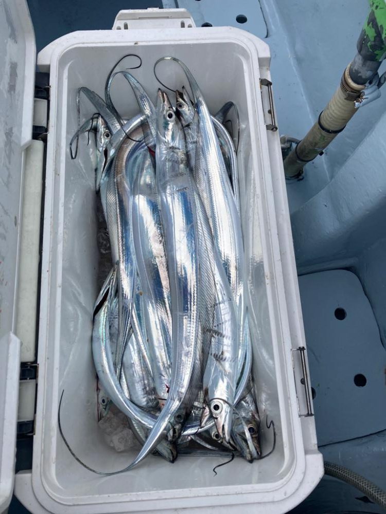 初めての天秤タチウオ