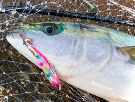 5月10日の岸イチは青物雰囲気ありありにゃ…