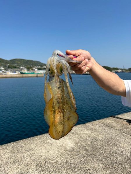 初めての平戸でエギング