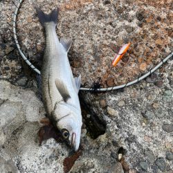 チーバスとコウイカ