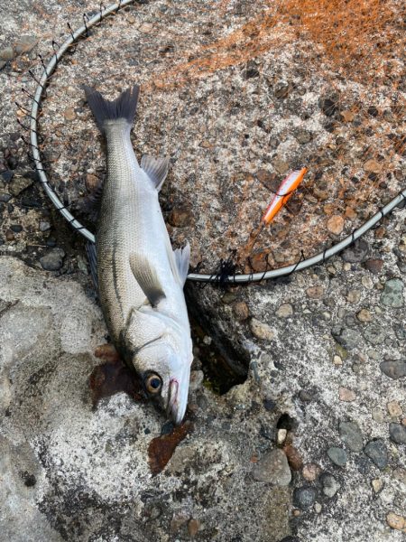 チーバスとコウイカ