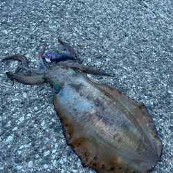 関東遠征エギング