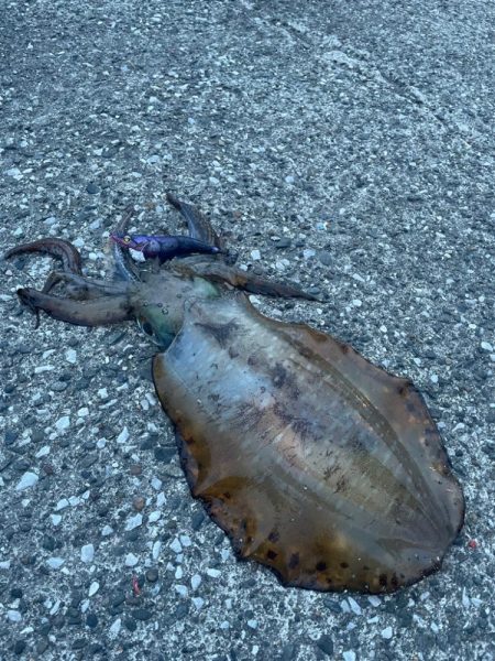 関東遠征エギング