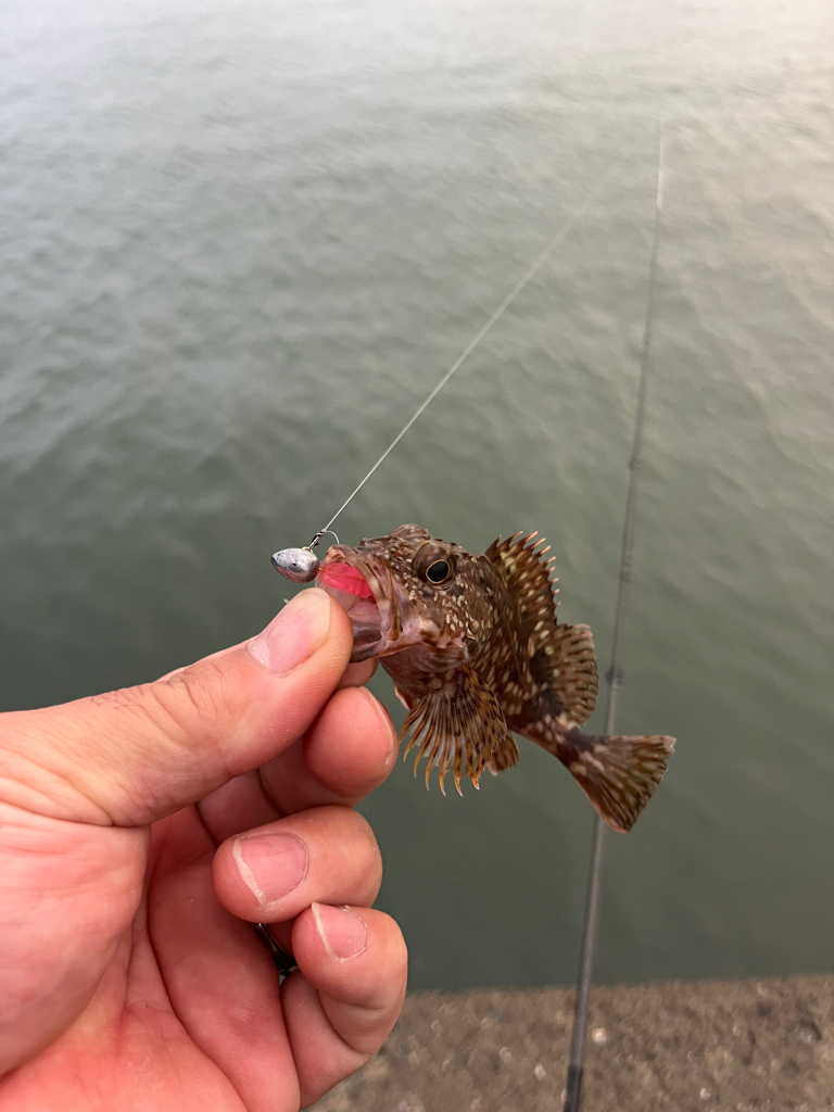 姫路ライトゲーム