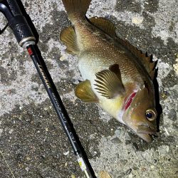 今日も今日とてメバリング