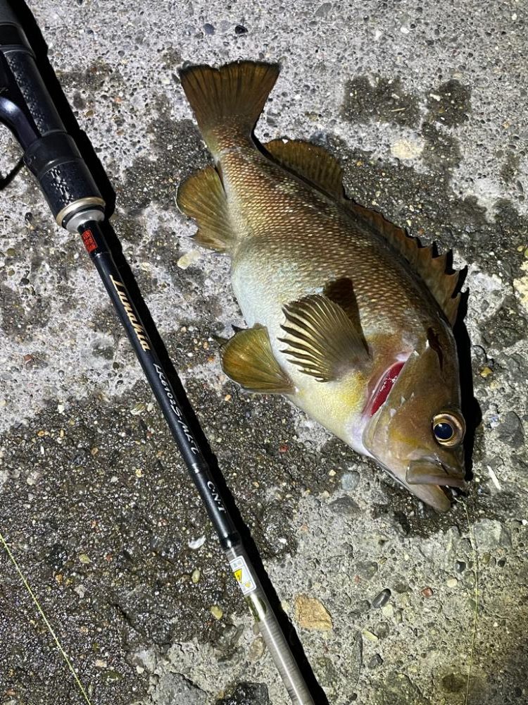 今日も今日とてメバリング