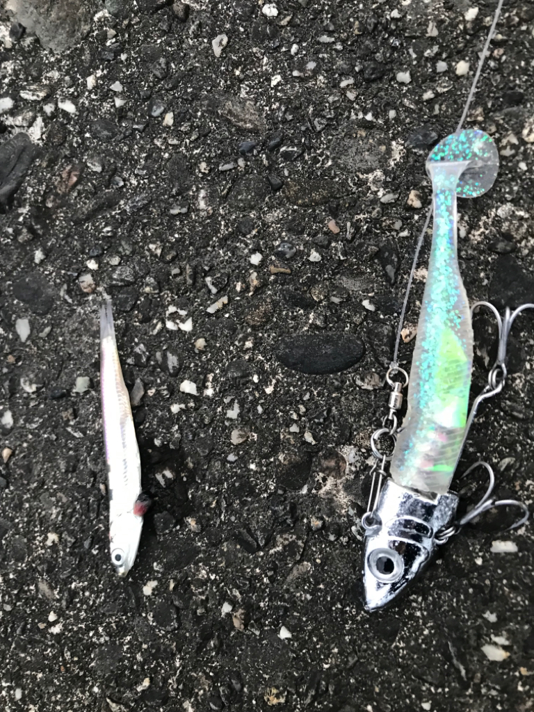 ソゲでもヒラメったい！