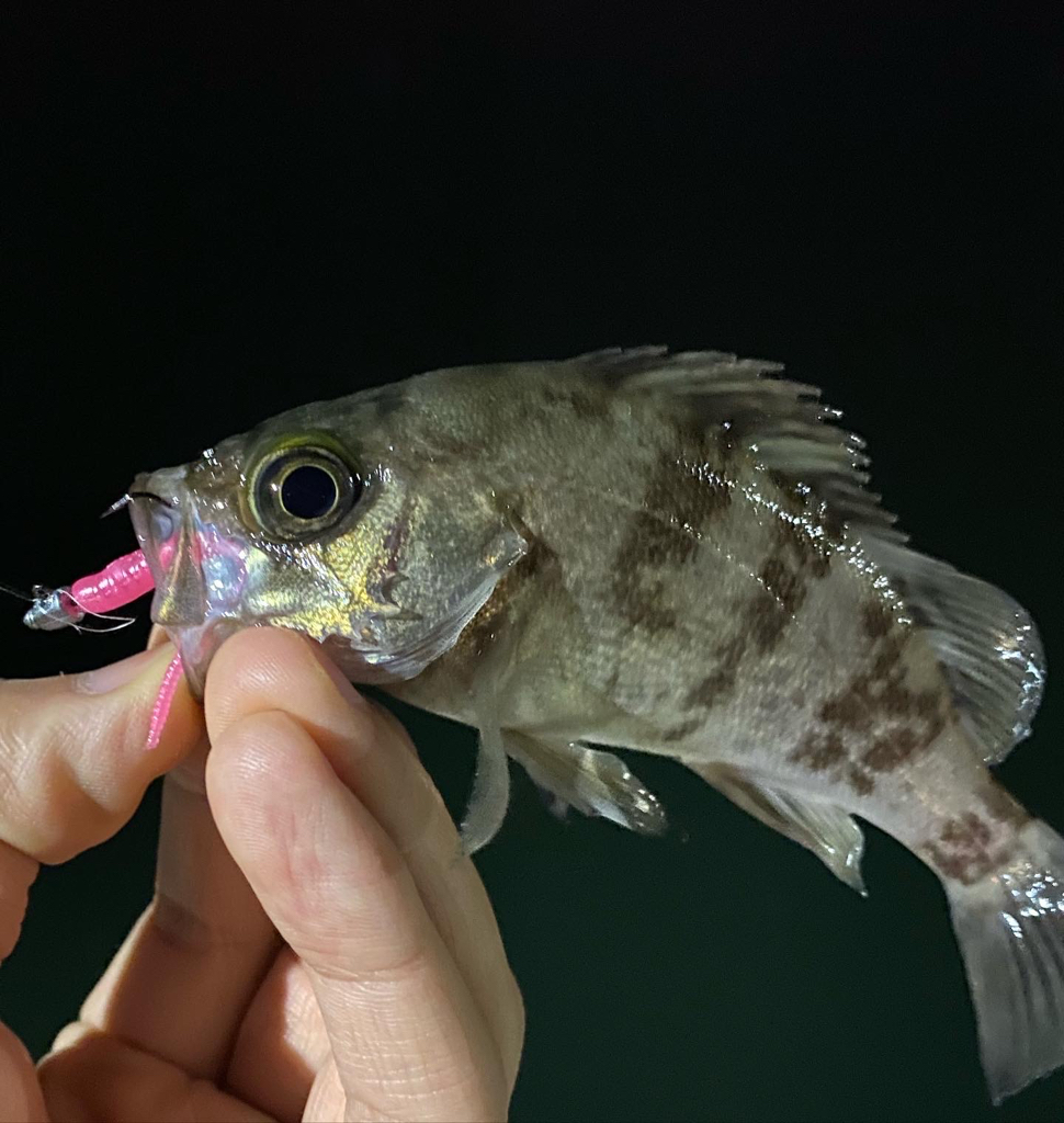 ショアジギ坊主祭り