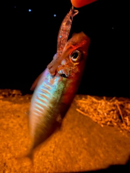 アジング　①or②？