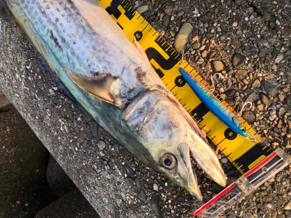 やっと釣れた