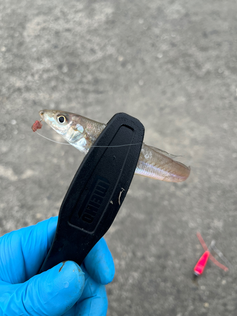 キスちょい投げ