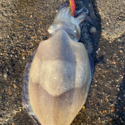 カミナリコウイカ