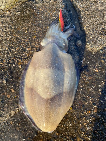 カミナリコウイカ