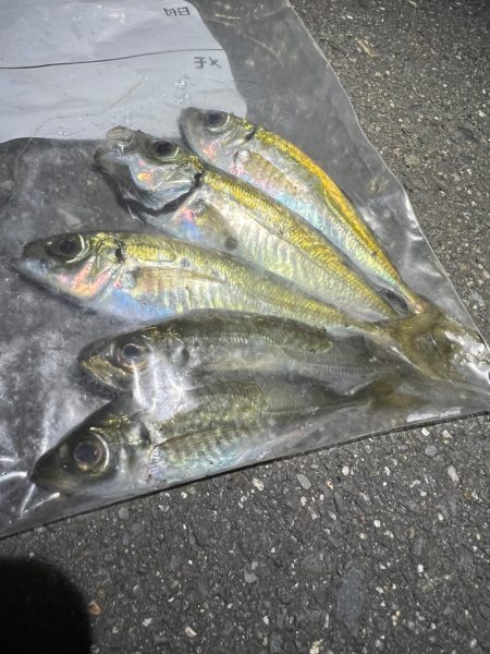 鯵を探して三千里 Vol.43