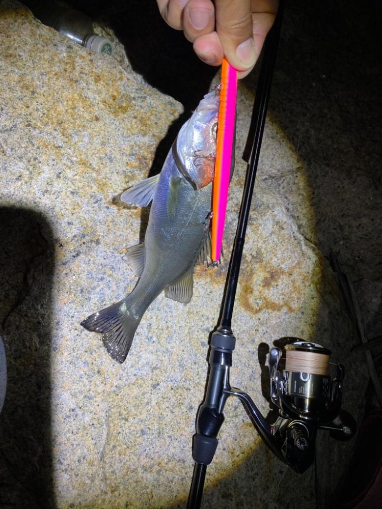 バチ抜けシーバス