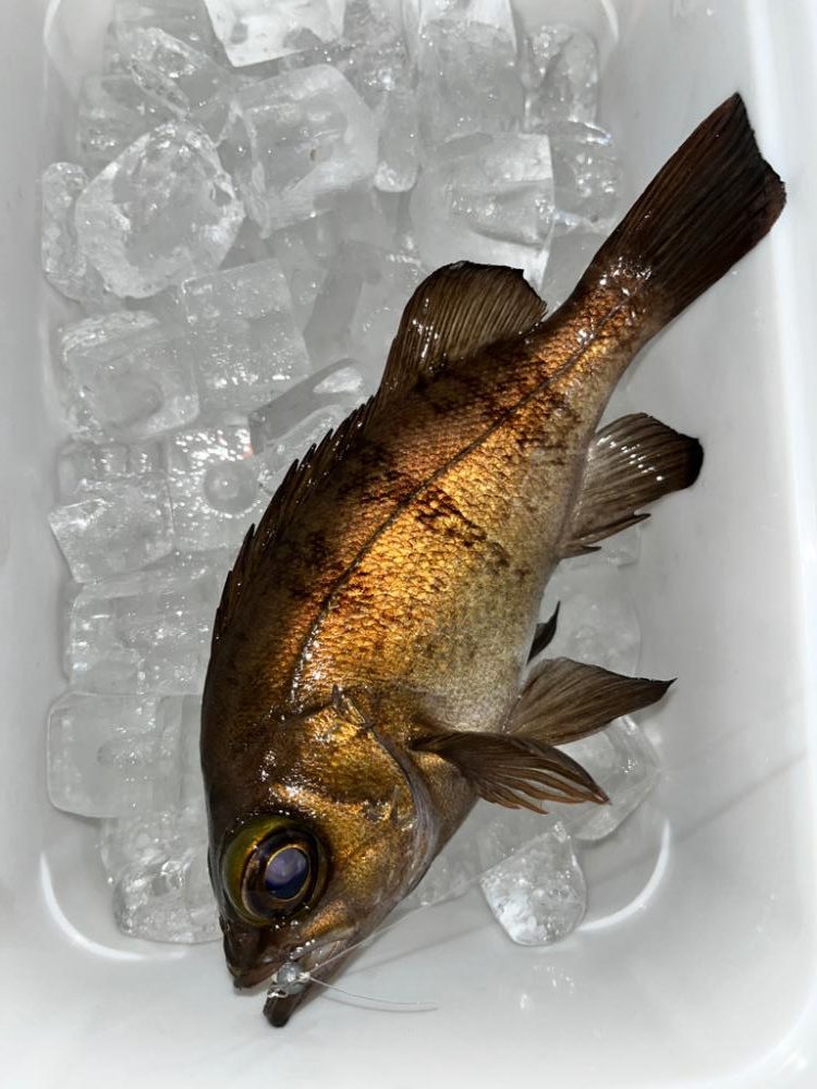 アジングしてるのに・・・