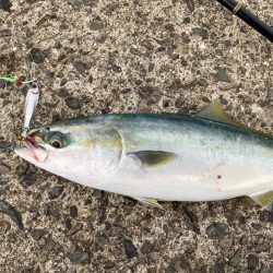 2023初フィッシュ🐟