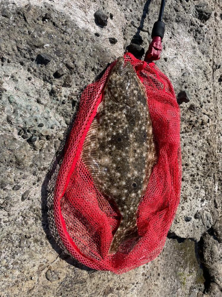 フラットフィッシュ狙いで竹野浜へ