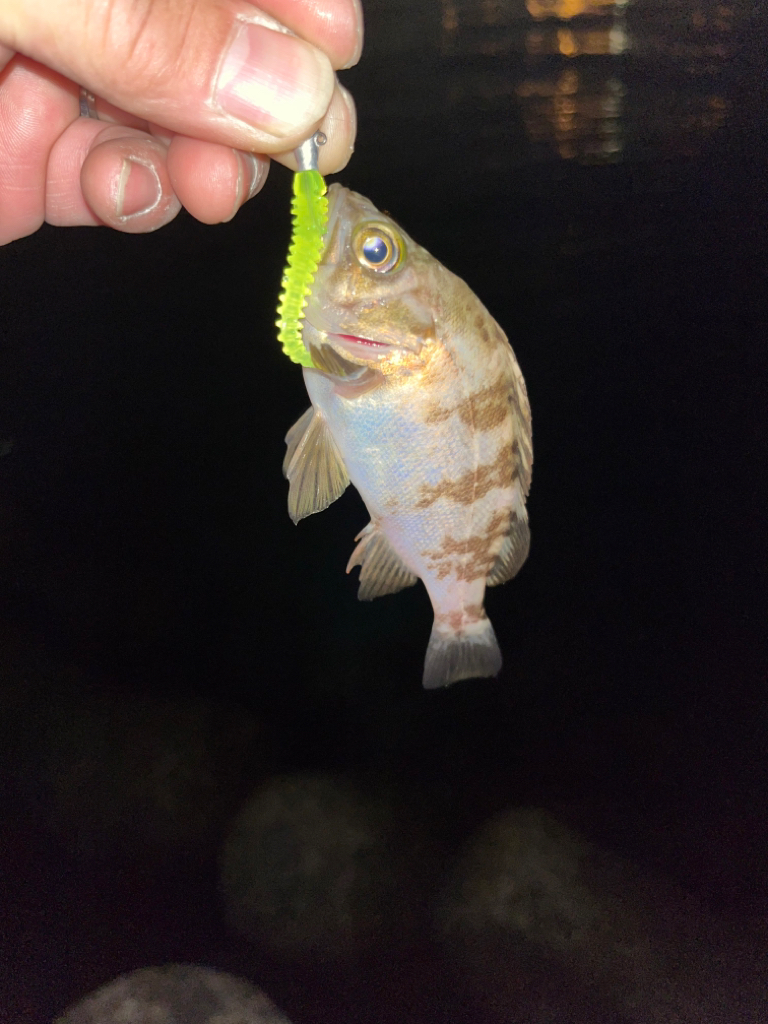 姫路ライトゲーム