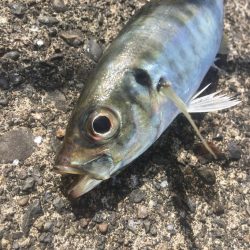 遠いアオリイカ