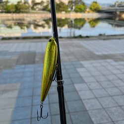 やっぱり武庫川！