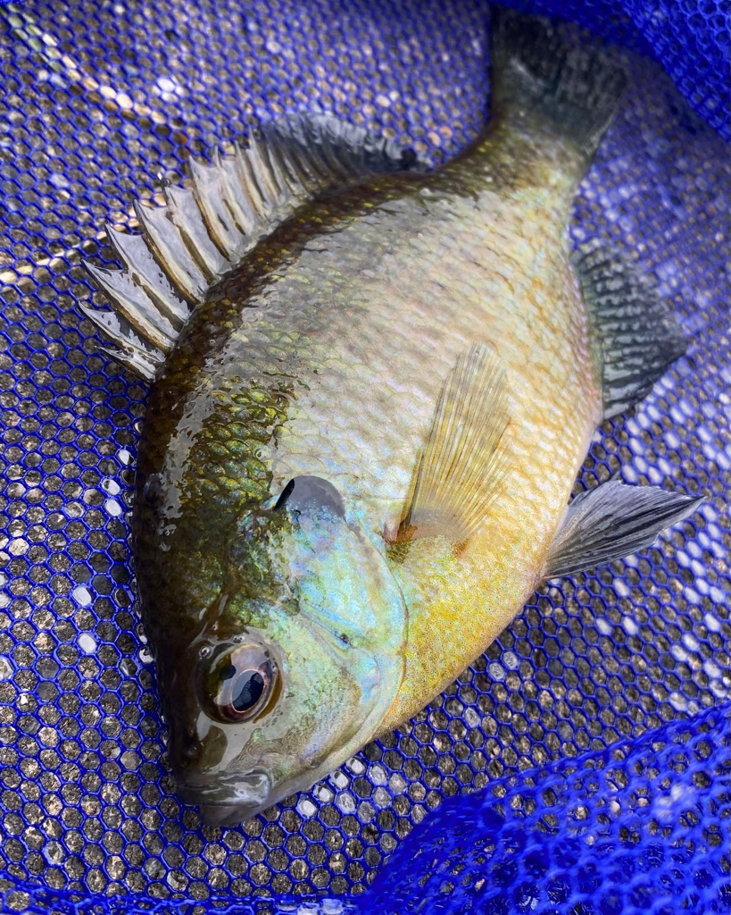 ペン竿フィッシング