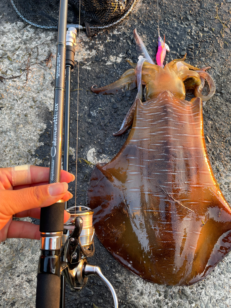 2.47キロ新記録アオリイカ^_^