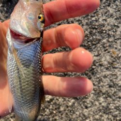 ハス様子見再び