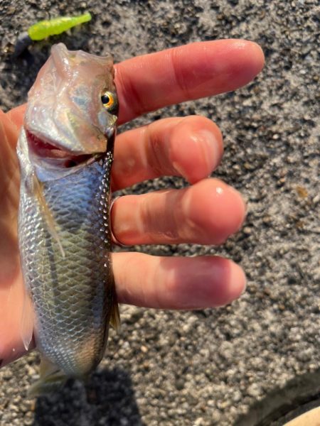 ハス様子見再び