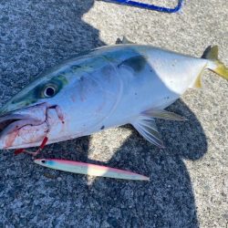 渋い中メジロゲット