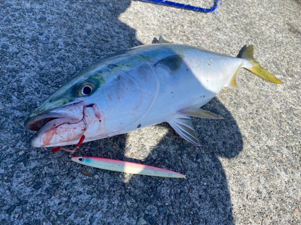 渋い中メジロゲット