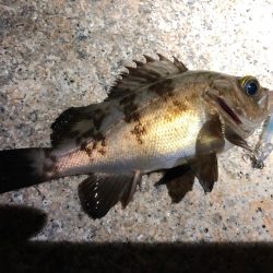 午前様からのメバリング